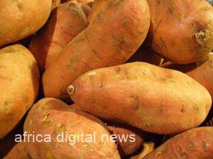 Sweet Potatoes